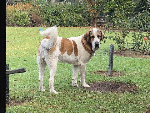 Gzone Farmstay - Kempsey Accommodation 1