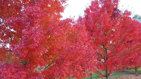 HEALESVILLE GETAWAY - Kempsey Accommodation 0