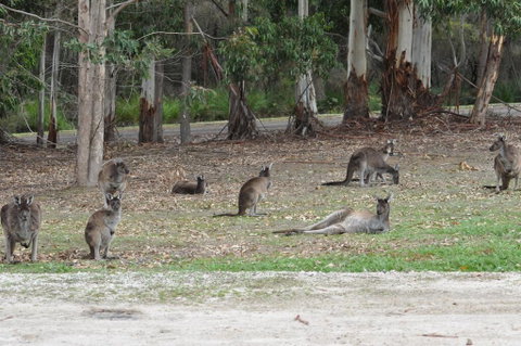 Karri Valley Chalets - Kempsey Accommodation 1
