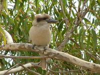 Book Officer Accommodation Vacations Kempsey Accommodation Kempsey Accommodation