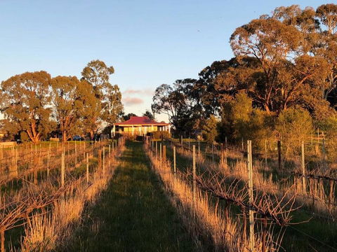 Lillicur Vineyard B&B - Kempsey Accommodation 0
