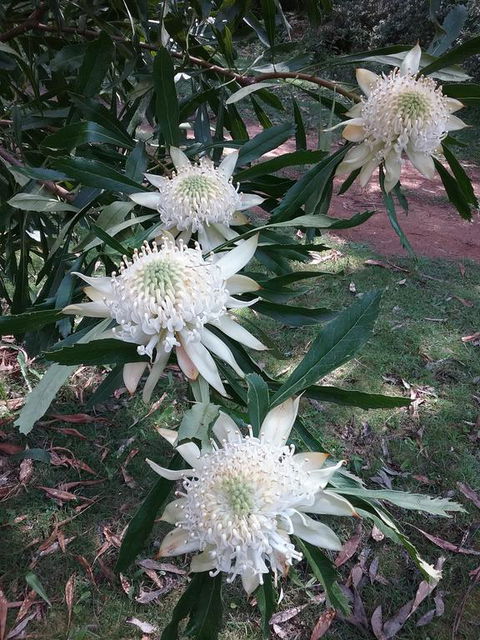 Lyrebird Gully Retreat - Kempsey Accommodation 0