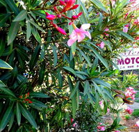 Mercury motor inn - Kempsey Accommodation