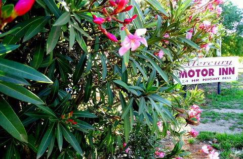 Mercury Motor Inn - Kempsey Accommodation 0