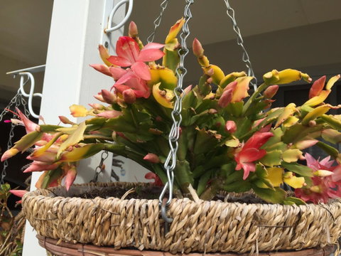 Lakeside Views - Kempsey Accommodation 13