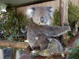 Dunes Scarborough Beach - Kempsey Accommodation 42