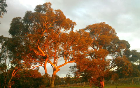 Hotham Ridge Estate - Kempsey Accommodation 35