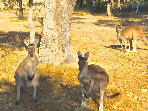Sandpiper Retreat - Kempsey Accommodation 37