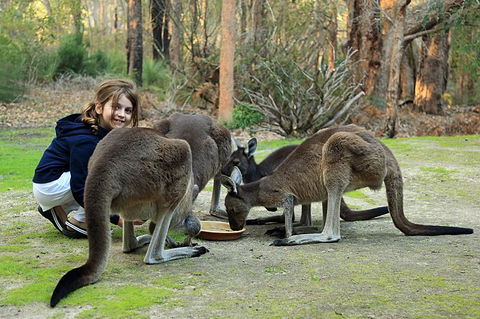 Yelverton Brook Conservation Sanctuary - Kempsey Accommodation 5