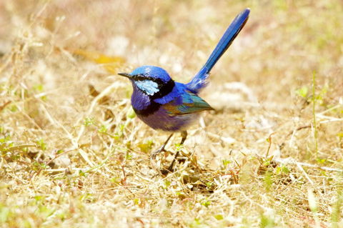 Yelverton Brook Conservation Sanctuary - Kempsey Accommodation 23