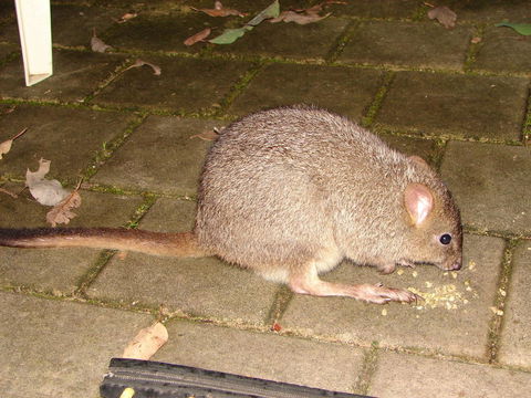 Yelverton Brook Conservation Sanctuary - Kempsey Accommodation 37