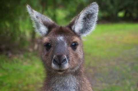 Yelverton Brook Conservation Sanctuary - Kempsey Accommodation 25