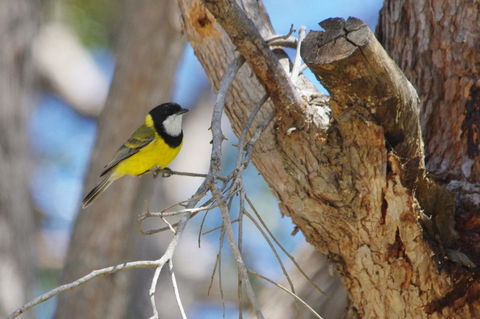 Yelverton Brook Conservation Sanctuary - Kempsey Accommodation 35