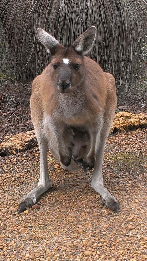 Yelverton Brook Conservation Sanctuary - Kempsey Accommodation 27