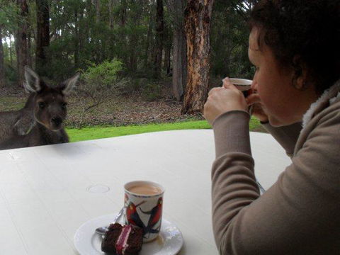 Yelverton Brook Conservation Sanctuary - Kempsey Accommodation 44