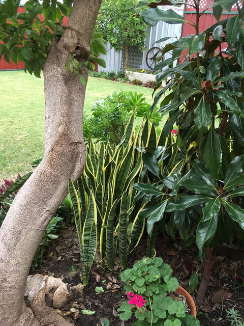 Bluebird Cottage - Kempsey Accommodation 30