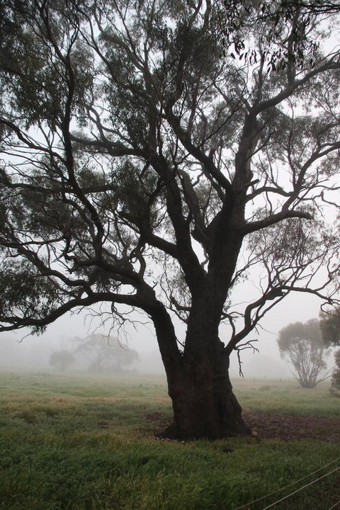 Daisy Cottage - Kempsey Accommodation 23