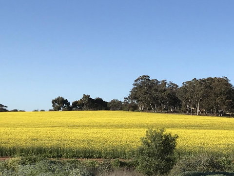 Daisy Cottage - Kempsey Accommodation 6
