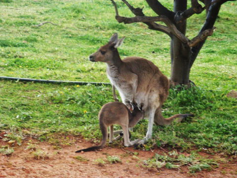 Bindoon's Windmill Farm - Kempsey Accommodation 5