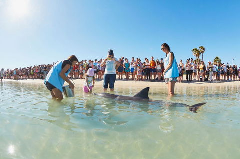 RAC Monkey Mia Dolphin Resort - Kempsey Accommodation 2