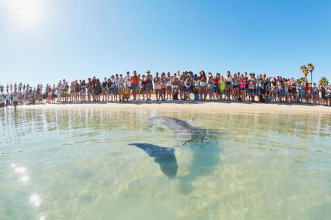 RAC Monkey Mia Dolphin Resort - Kempsey Accommodation 3
