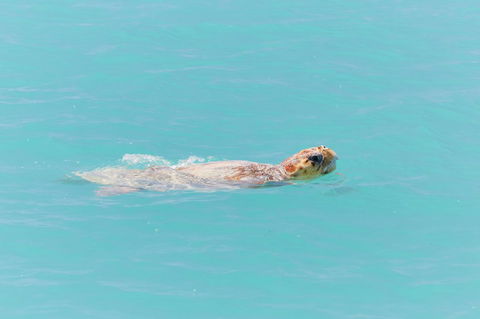 RAC Monkey Mia Dolphin Resort - Kempsey Accommodation 20