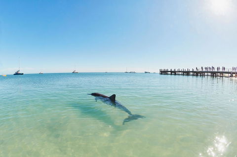 RAC Monkey Mia Dolphin Resort - Kempsey Accommodation 1