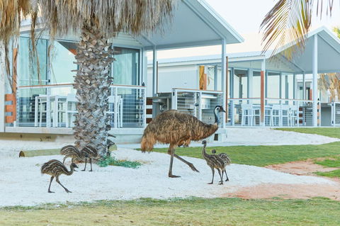 RAC Monkey Mia Dolphin Resort - Kempsey Accommodation 15