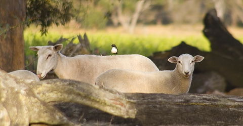 SilverSprings Spa Retreat Pet Friendly Cottages And Glampings - Kempsey Accommodation 1