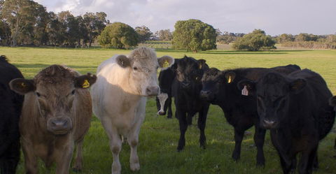 SilverSprings Spa Retreat Pet Friendly Cottages And Glampings - Kempsey Accommodation 16