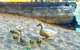 Wandering Geese Boutique Bed And Breakfast - thumb 3