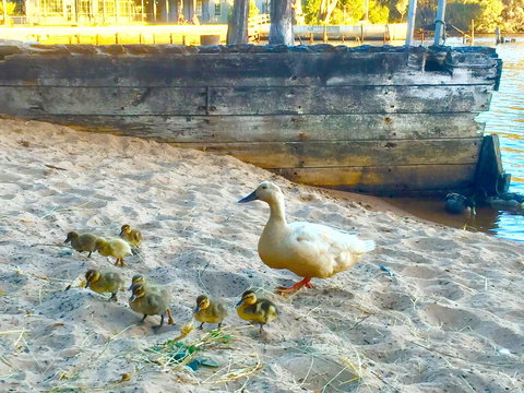 Wandering Geese Boutique Bed And Breakfast - Kempsey Accommodation 3