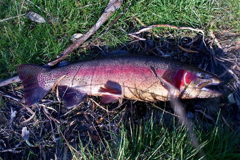 Platypus Park Country Retreat - Kempsey Accommodation 24