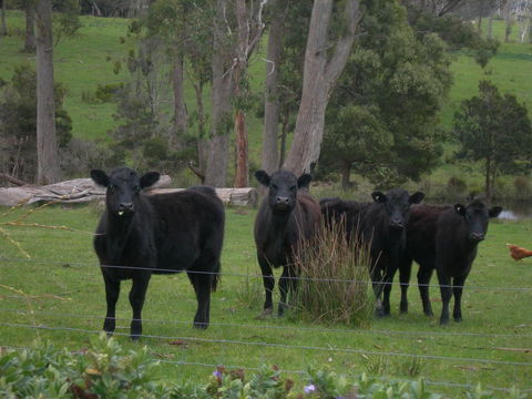 Platypus Park Country Retreat - Kempsey Accommodation 25