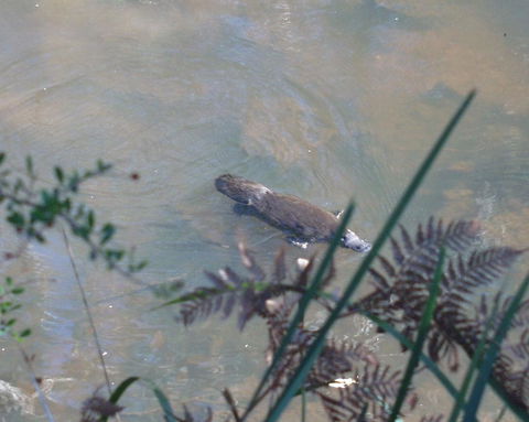 Platypus Park Country Retreat - Kempsey Accommodation 31