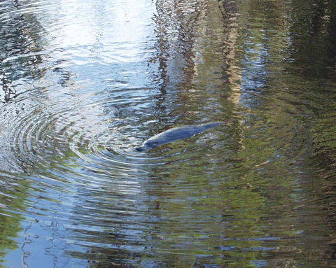 Platypus Park Country Retreat - Kempsey Accommodation 32