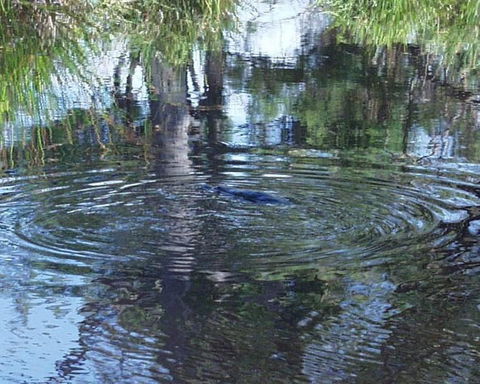 Platypus Park Country Retreat - Kempsey Accommodation 33