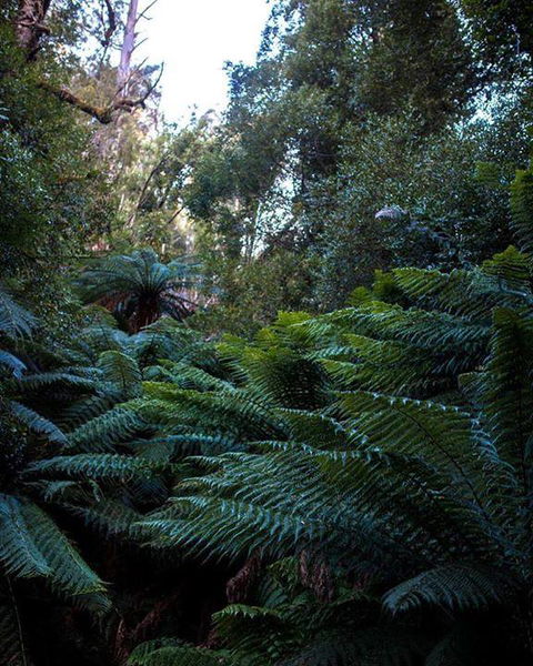 Maydena Chalet - Kempsey Accommodation 42