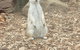 Driftwood-Cottage - thumb 44