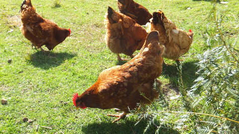 Eureka Farm - Kempsey Accommodation 27