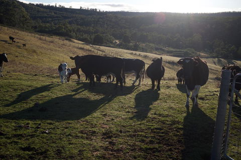 Hamlet Downs Country Accommodation - Kempsey Accommodation 24