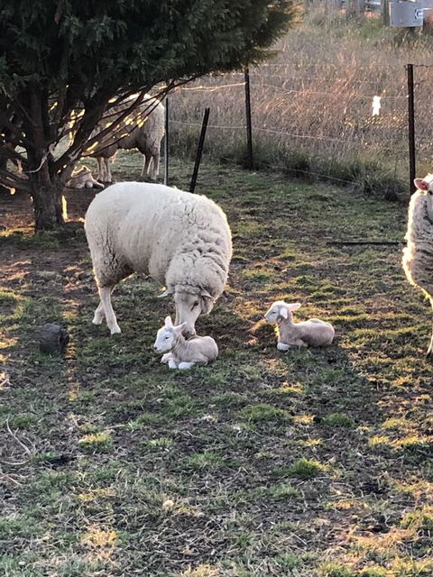 OConnell Retreat BnB - Kempsey Accommodation 3