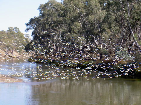 Paringa Grove Homestead - Kempsey Accommodation 3