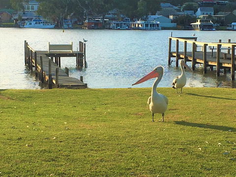 Riverfront Getaway - Mannum - Kempsey Accommodation 0