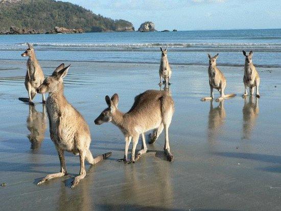 Orkabie QLD Kempsey Accommodation