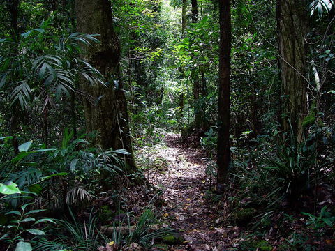 Springbrook Lyrebird Retreat - Kempsey Accommodation 0