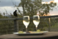 Book Forest Hill Accommodation Vacations Kempsey Accommodation Kempsey Accommodation