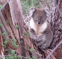 Stringybark Hills Retreat - Kempsey Accommodation