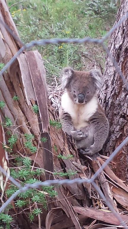 Stringybark Hills Retreat - Kempsey Accommodation 0