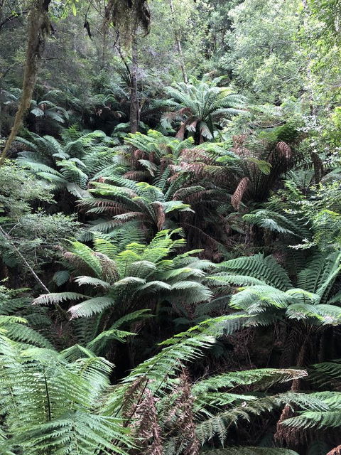 Corinna Wilderness Village - Kempsey Accommodation 12